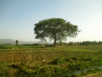 Large tree, road to Blue Nile falls